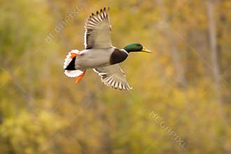 Flying mallard