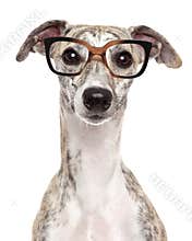 Dog in glasses on white background