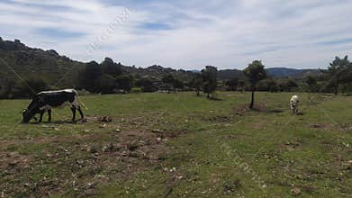 cows animals in mountain landscape in the sierra de guadarrama mountains