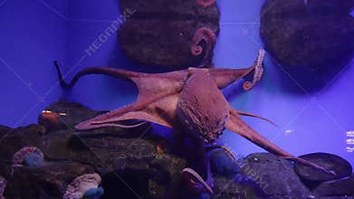 Large octopus in an aquarium. A giant octopus spreads its tentacles in an aquarium.
