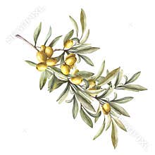 Olive tree branch with green leaves and ripe berries Watercolor hand drawn botanical illustration.