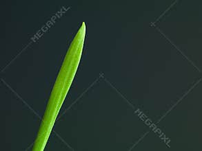 A single blade of green grass