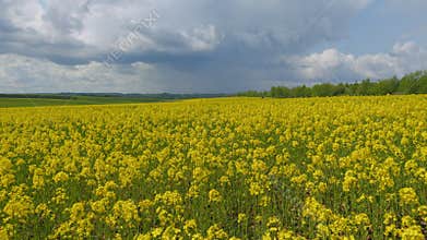 Rapeseed Flowering. Yellow Field Of Flowering Rapeseed. Production Of Rapeseed Oil. Blooming Yellow Rapeseed Field With