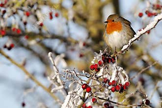 Robin, Erithacus rubecula