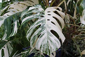 Closeup of the highly variegated leaf of Monstera Borsigiana Albo