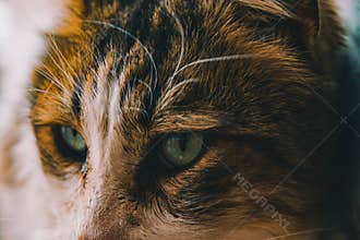 Stray Cat with Mesmerizing Green Eyes
