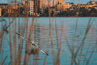 Graceful Seagull in Flight Over Nature