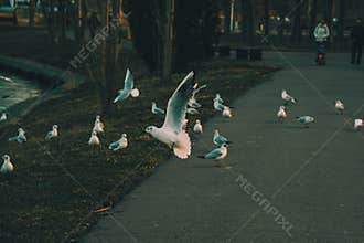sea eagle over black sea