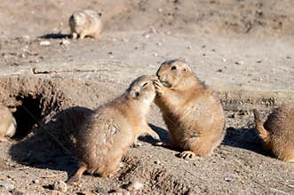 Prairie Dogs Engaging in Social Behavior