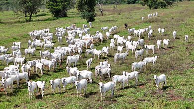 field pasture area with white cows grazing