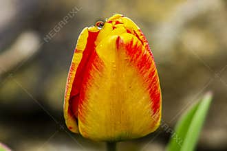 Tulipa gesneriana L. You can see a garden tulip, it was taken in Szirák after 4 pm in March.