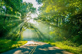 Sun rays through trees on road