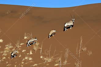 Gemsbok - Sossusvlei - Namibia
