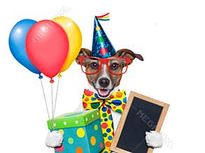 Birthday dog