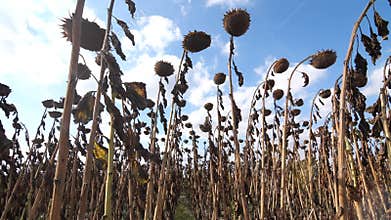 field of dried sunflowers harvest during the war agricultural disaster Ukraine