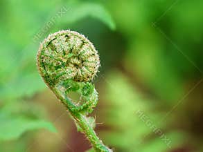 Young rolled leaves of the fern. New plant life in spring.