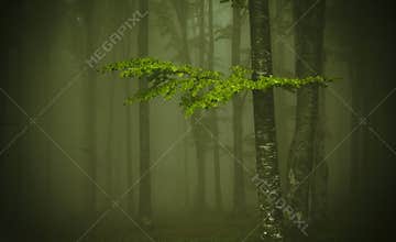 Thick fog