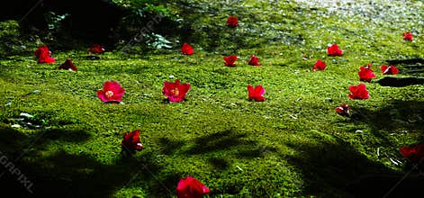 Falling camellia