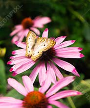 Yellow Butterfly. Great Basin Fritillary Speyeria eglis on Pink Flower