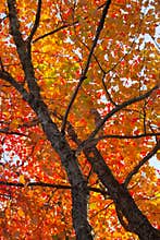 Fall foliage colors