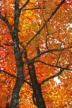 Fall foliage colors