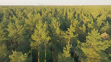 Sun green summer morning sunrise sunset sunlight grass rays forest nature