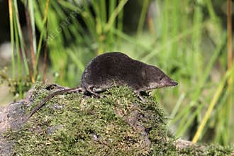 Water shrew, Neomys fodiens