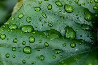 Close up of a Tree Leaf With Raindrops