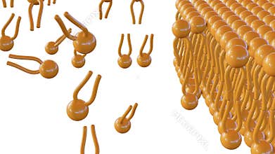 assembly or formation phospholipids into bilayer structure