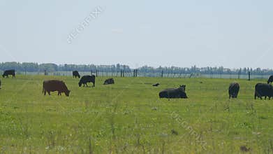 Cows Grazing In Pasture Under Big Blue Sky. Group Of Black Angus Cows Grazing In Pasture. Cows On Green Meadow.