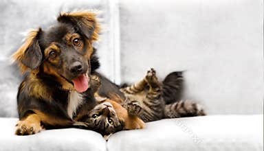 Puppy and kitten