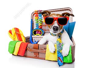 Summer holiday dog
