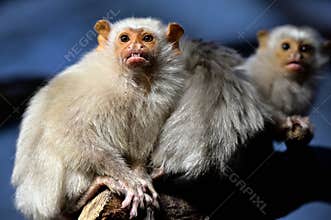Silvery marmoset