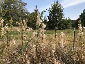 Generic Vegetation - Wild Grasses and Seed Plumes in Alabama USA Field