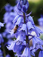 A bee collects nectar from a blue hyacinth in spring. Pollination of flowers.