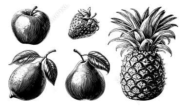 Hand drawn isolated fruits. Vector set of vintage botanical sketch engraving illustrations for packaging, markets, shops