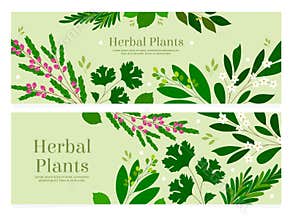 Hand drawn flat herbs horizontal banner template set