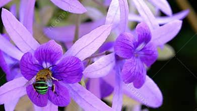 Closeup view of Blue banded bee flying and sucking nectar.