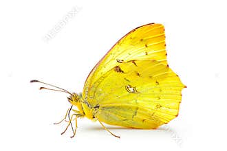 Beautiful Eurema Alitha Grass Yellow butterfly isolated on a white background. Side view