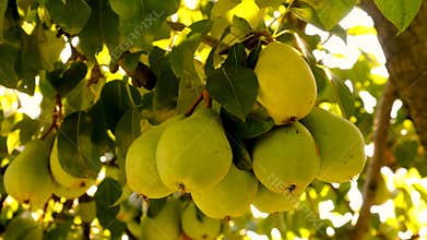 harvest of pears on a tree in the garden. Selective focus.