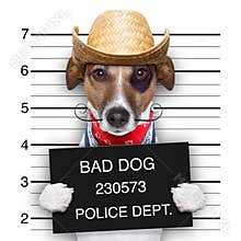 Bad mexican dog