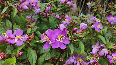 Melastoma affine flower background, also known by the common name blue tongue.