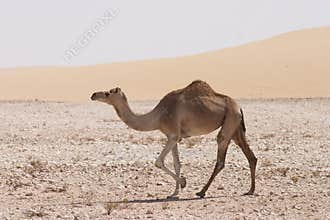 Camel in the Qatari desert