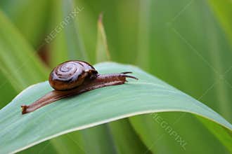 Snail on leaf