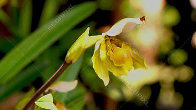 Wind blow Lady\'s slipper orchid flower moving.