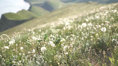 A field of grass with a few weeds in it.