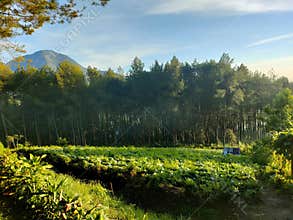 Plantation inside the forest