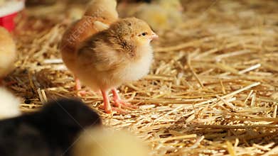 sleeping fluffy baby day old chick poultry rearing farmhouse straw bedding brooding period