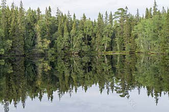 Northern coniferous forest with a mirror reflection of the lake