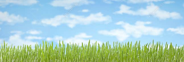 Grass Sky Banner Background